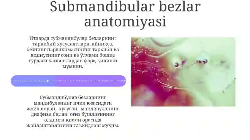 Hayvon organizimida oshqozon osti buyrak usti va jag' osti bezlarining anatomiyasi va topografiyasi 4