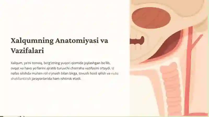 Burun, xalqum va xiqildoqning anatomo-fiziologik xususiyatlari 4