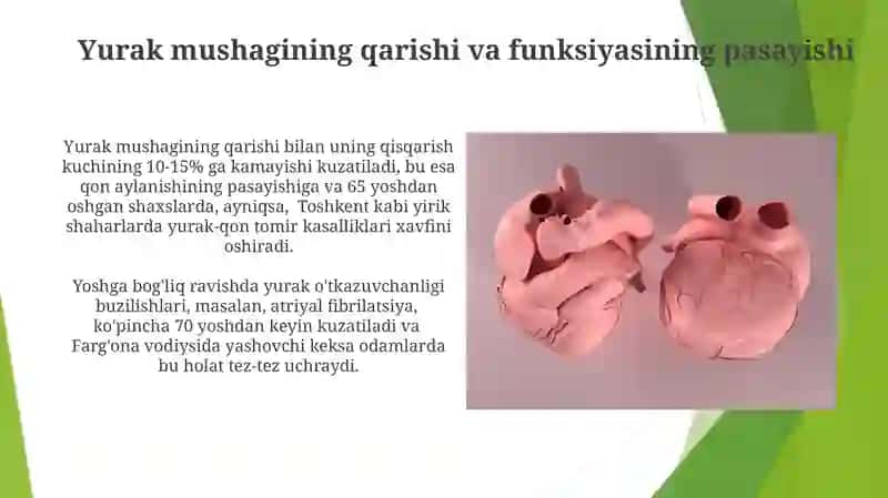 Katta va kichik qon aylanish sistemasining yoshga boğliq xususiyatlari 4