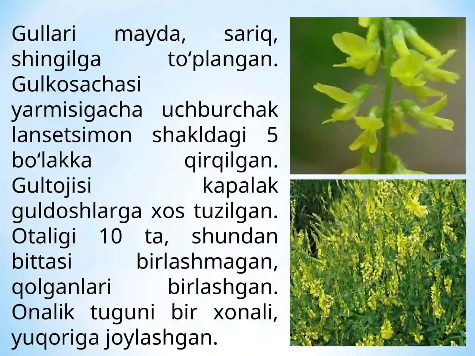 IKKI YILLIK DORIVOR O‘SIMLIKLARNI YETISHTIRISH TEXNOLOGIYASI 4