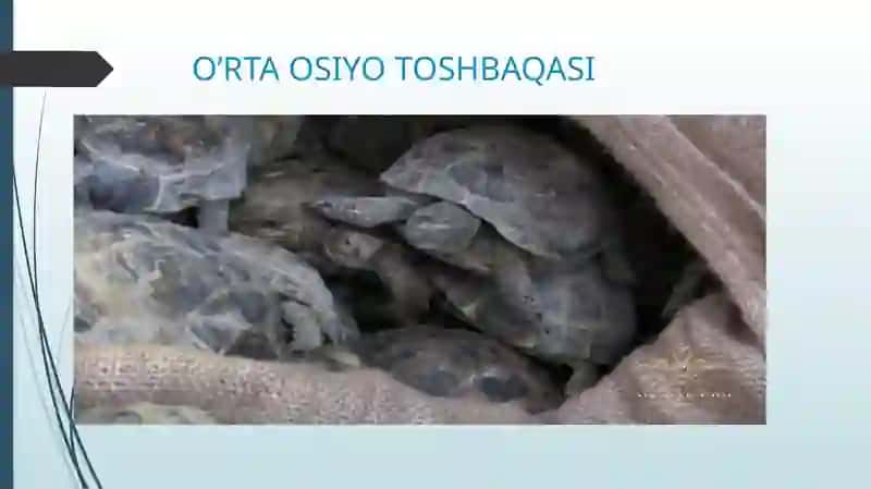 TOSHBAQALAR VA TIMSOHLAR TURKUMLARI 4
