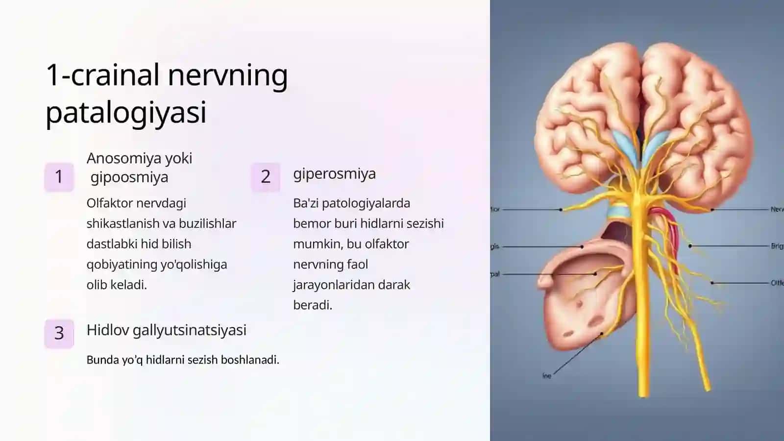 Crainal Nervlarning Patalogiyasi 4