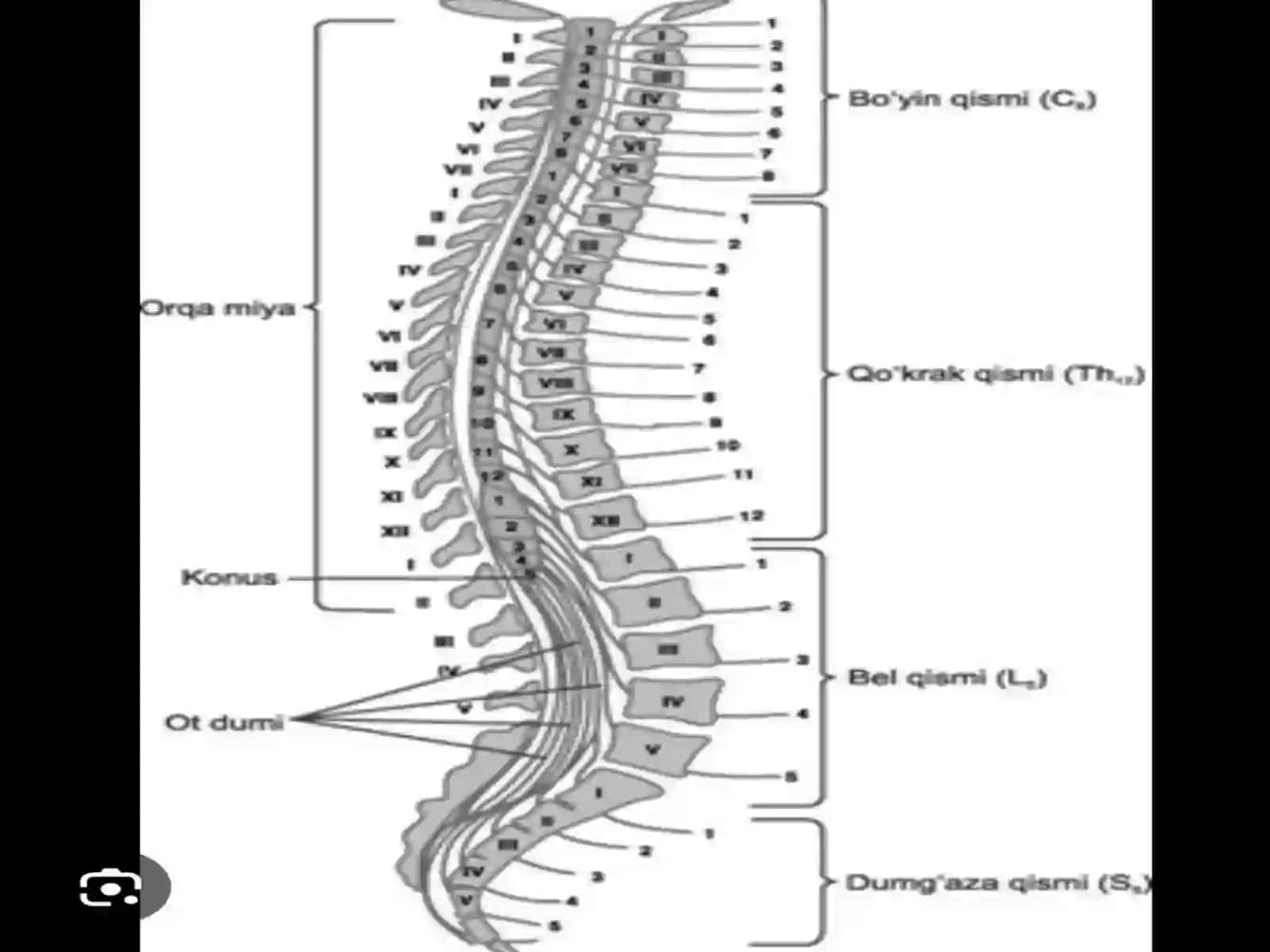 Orqamiyava Uzunchoqmiyafiziologiyasi 4