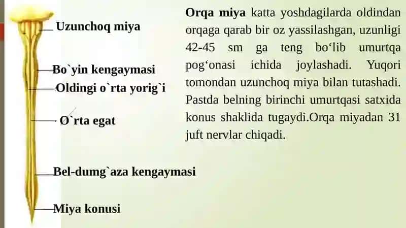 NERV SISTEMASINING TUZILISHI. NEYRON. ORQA MIYA. REFLEKTOR YOYI. ORQA MIYA NERVLARI 4