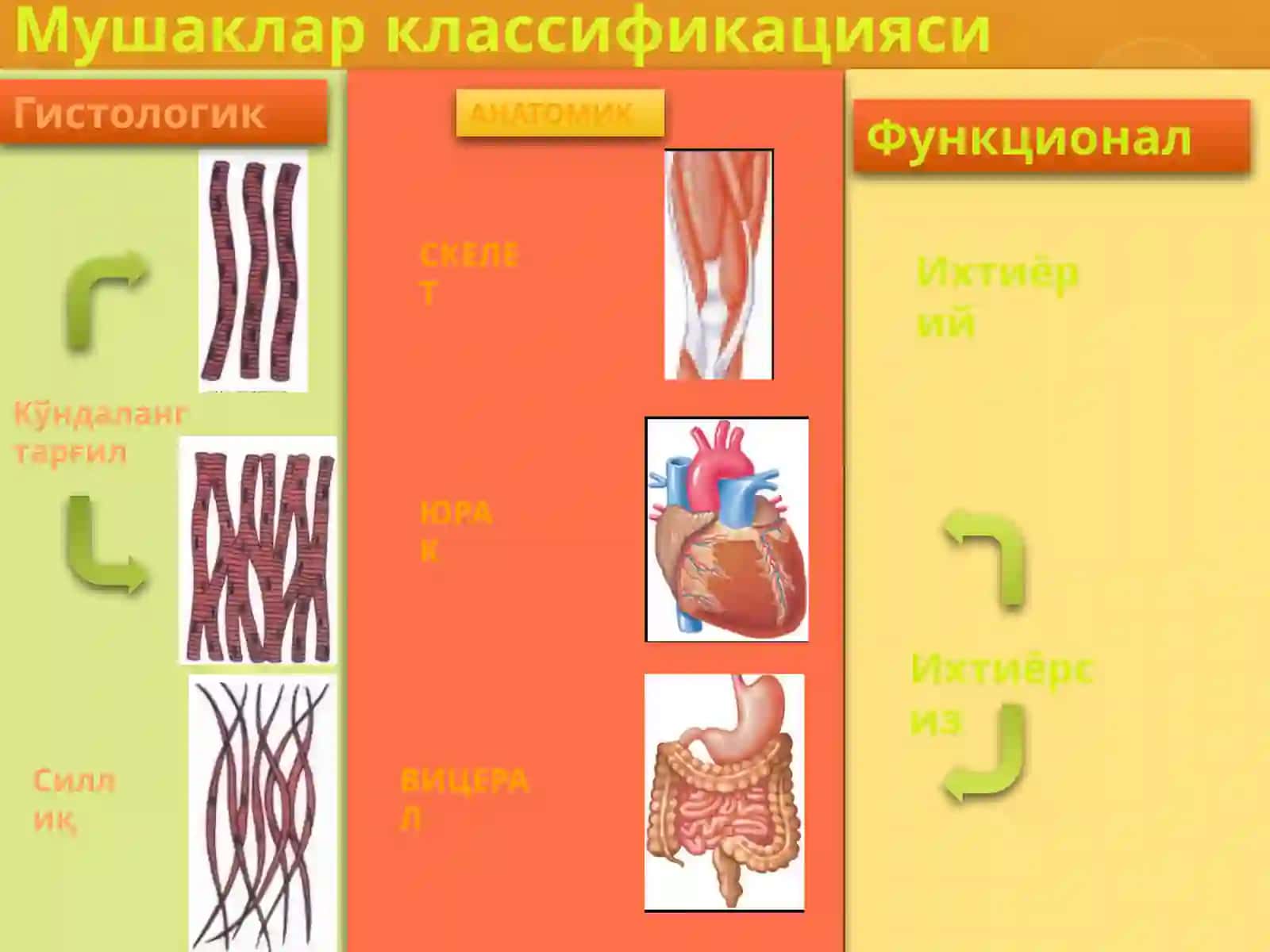 Mushaklar fiziologiyasi. Asab tolasi va sinapslar.  Asab tolasining tuzilishi. Sinapslarning turlari slayd mustaqil ish taqdimot 4