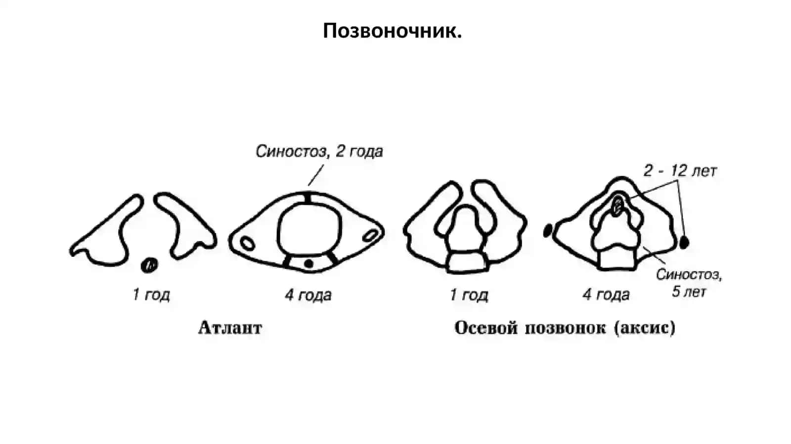 Возрастные особенности опорно-двигательной системы 4