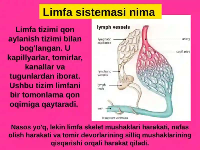 Limfa sistemasi 4