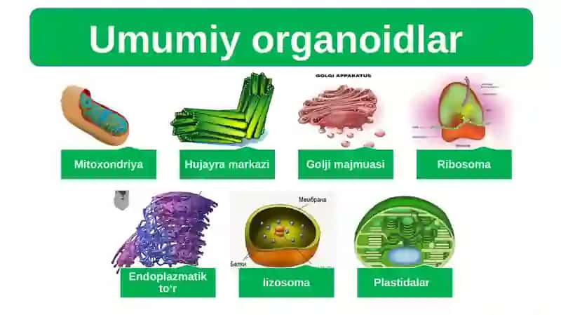 Biologiya 9 sinf 4
