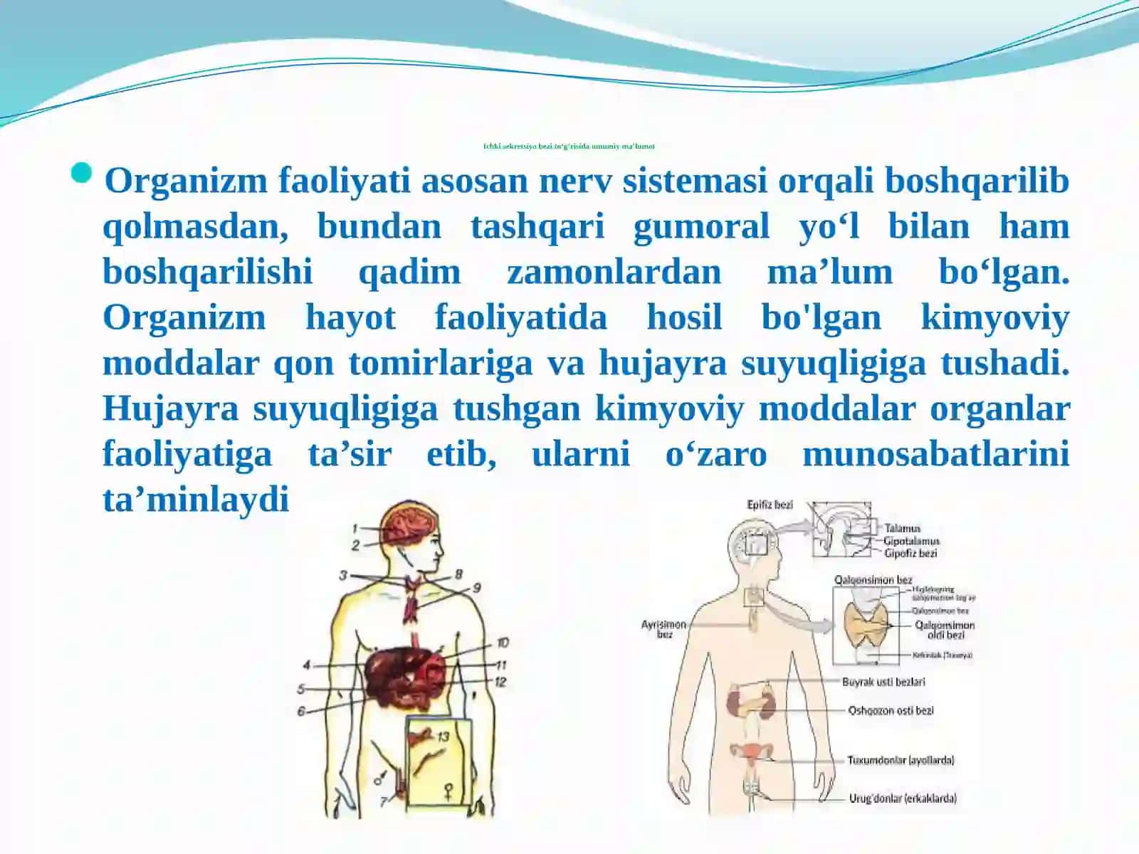 Ichki sekretsiya bezlarining yoshga bog‘liq xususiyatlari va gigiyenasi 4