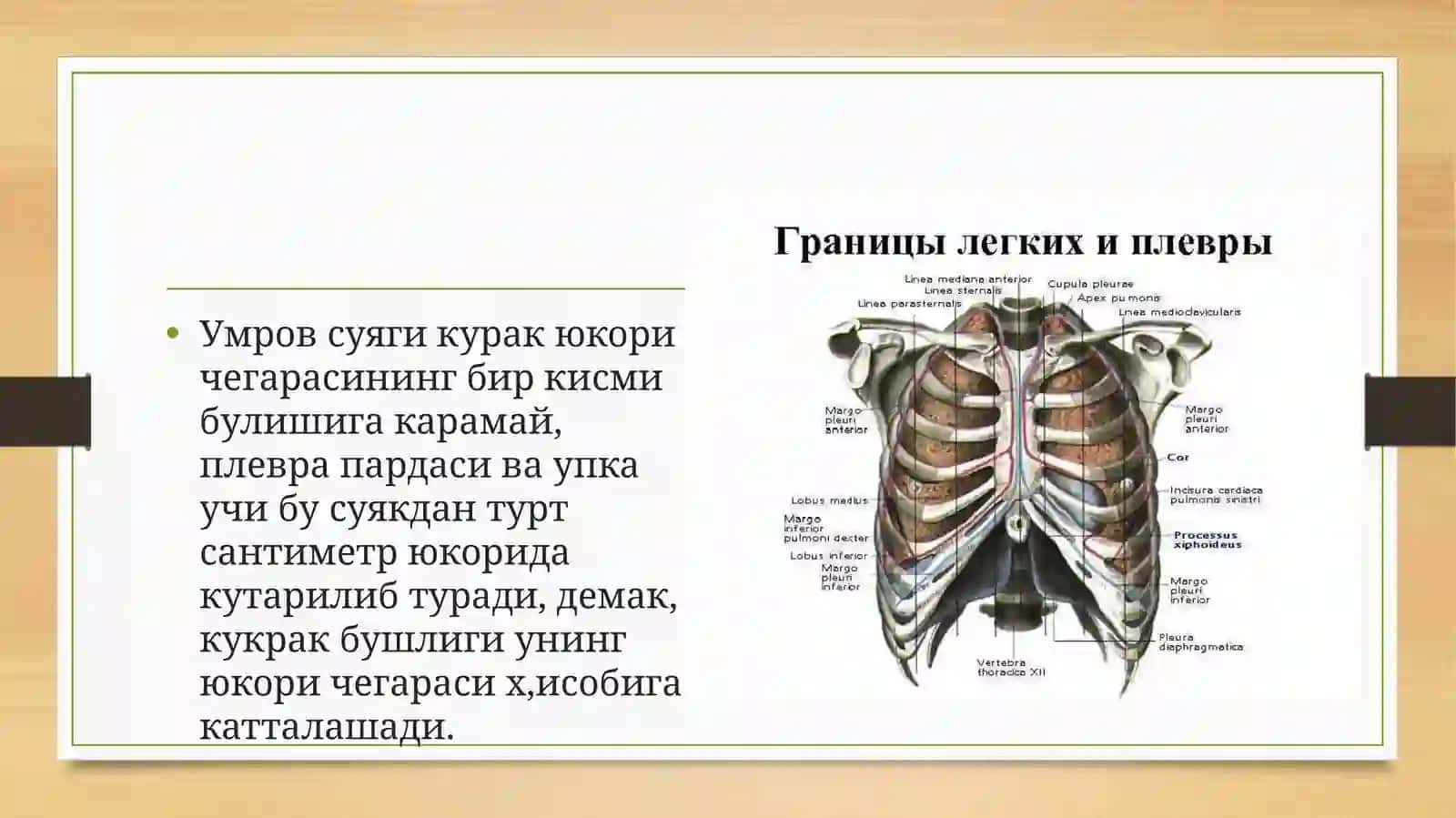 КУКРАК СОХАСИНИНГ КЛИНИК АНАТОМИЯСИ 4