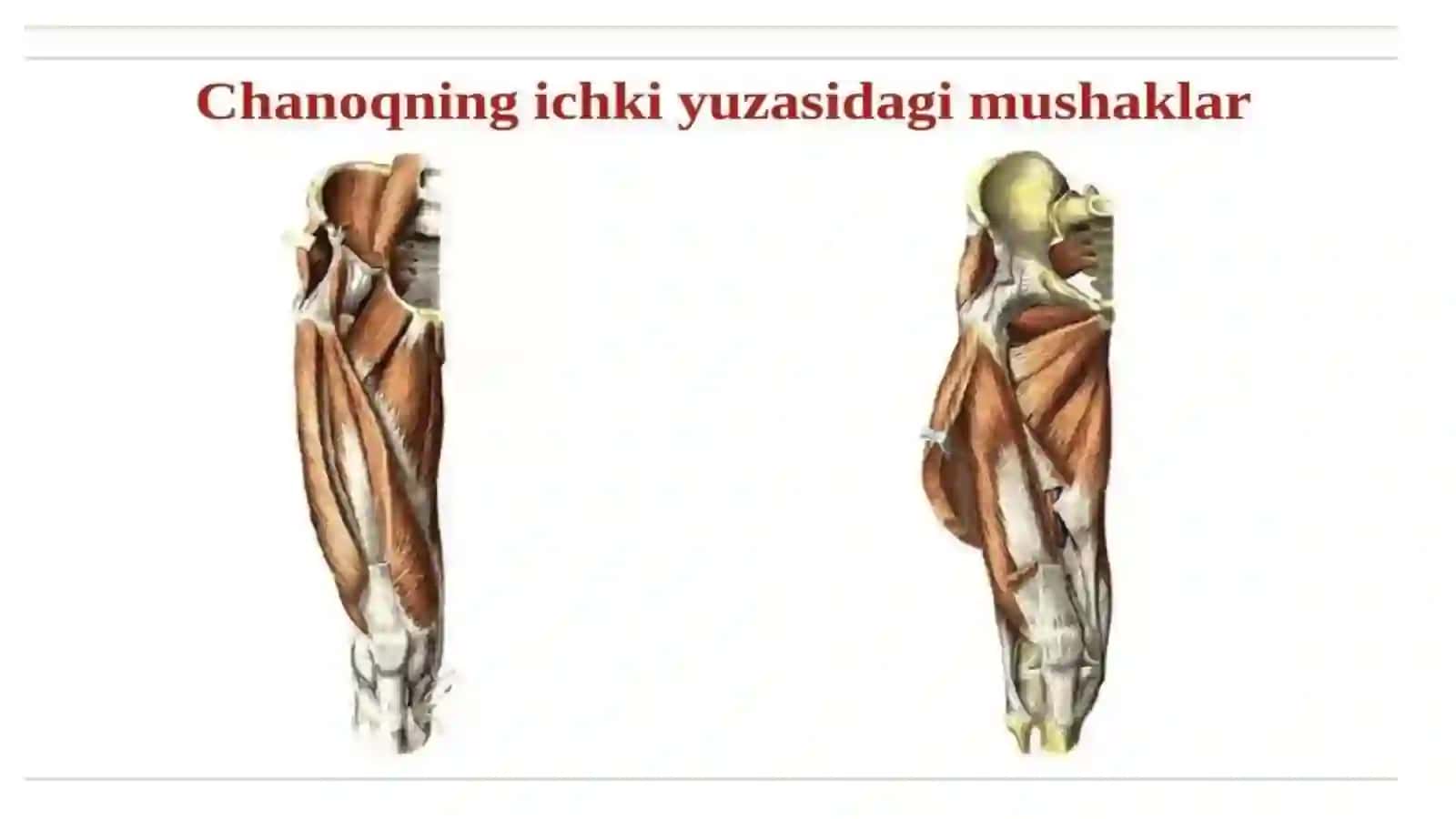 Oyoq mushaklari vazifasi 4