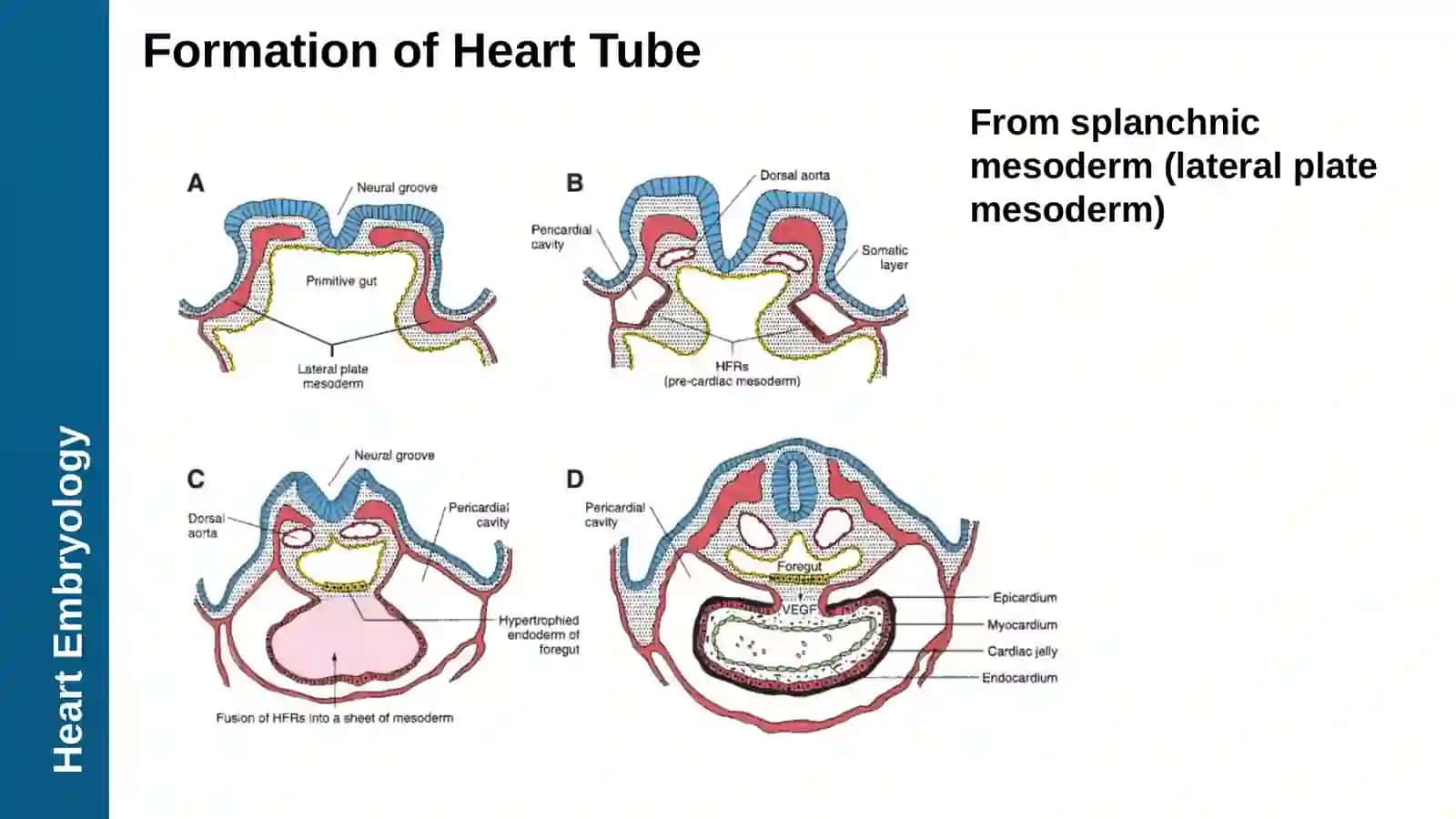 Mediastinum, Heart Anatomy 4