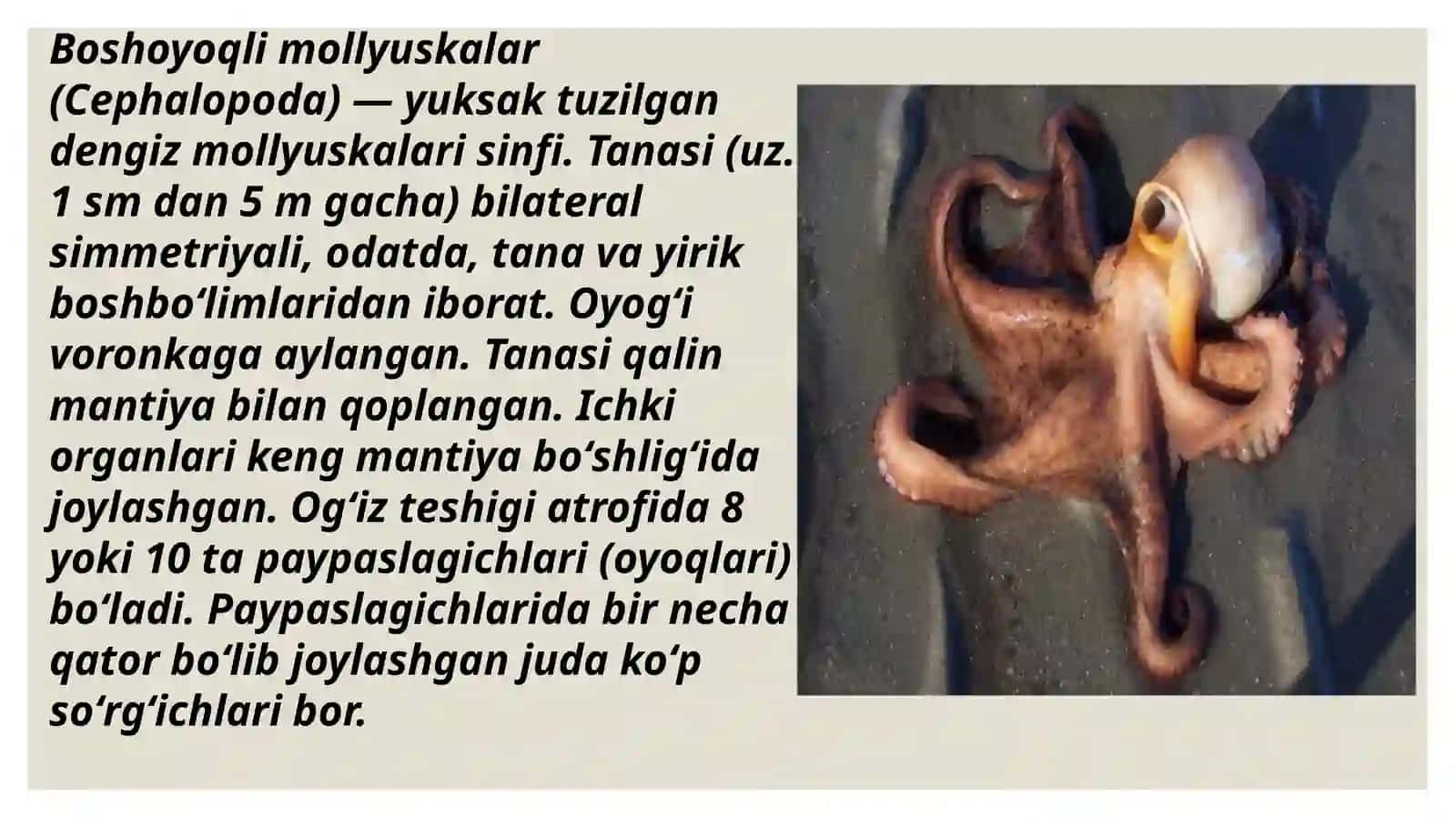 Boshoyoqlim ollyuskalar (Cepholopoda) sinfi 4