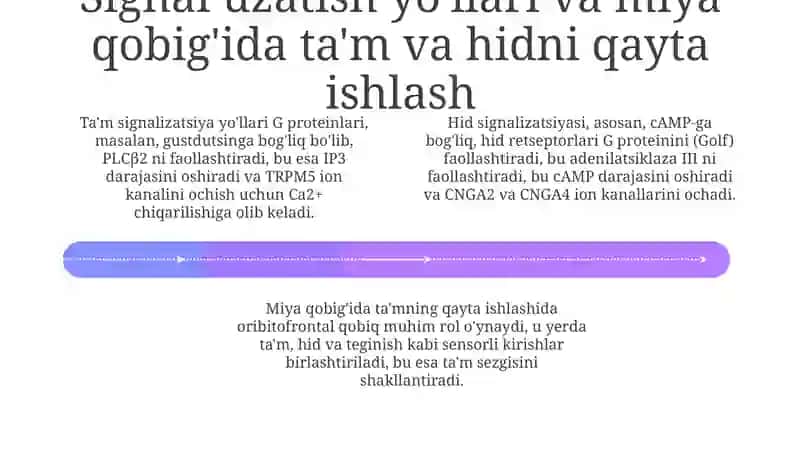 Ta'm va hid retseptorlarining tuzilishi va funksiyasi 4