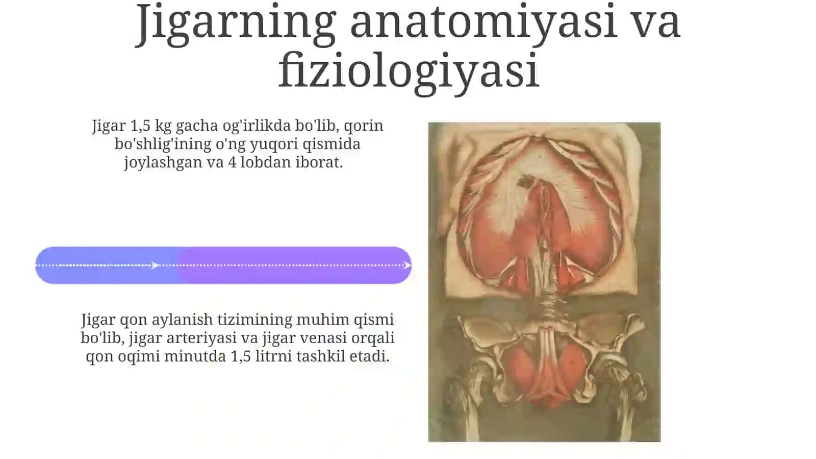 Bollarni ichki organizmlarni anatomik va fizioligik xususiyatlari 4