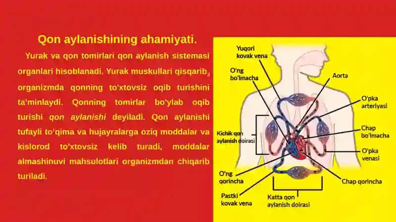 Qonaylanishning ahamiyati, yurakning tuzilishi 4