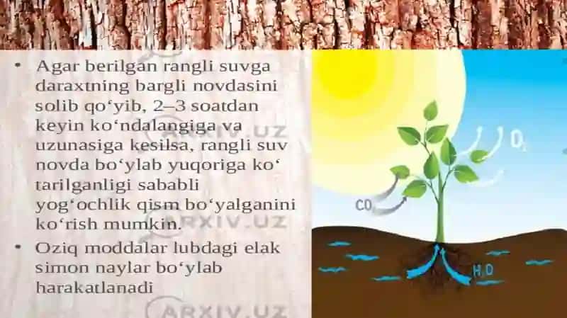 Poyada oziq moddalarning harakati 4