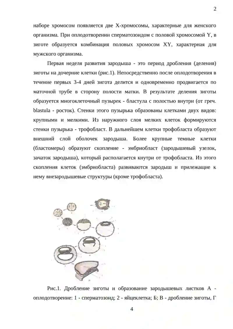 Возрастные периоды развития человека 4