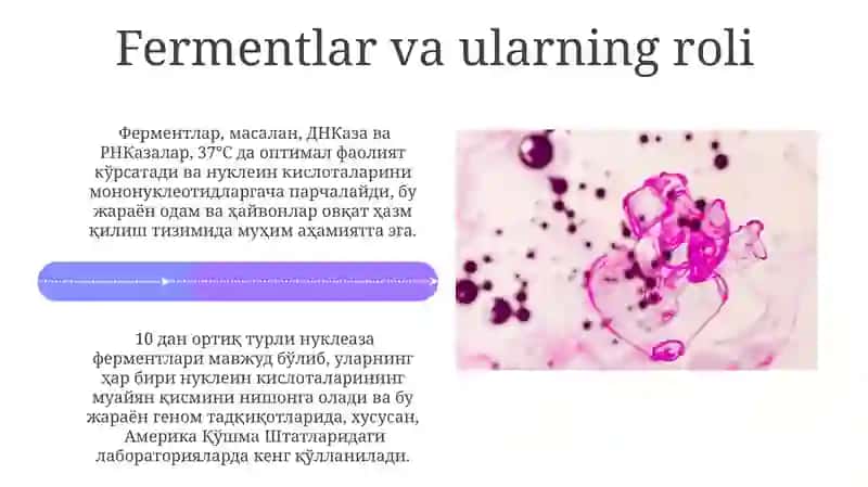 Nuklein kislotalarni hazm qilinishi 4