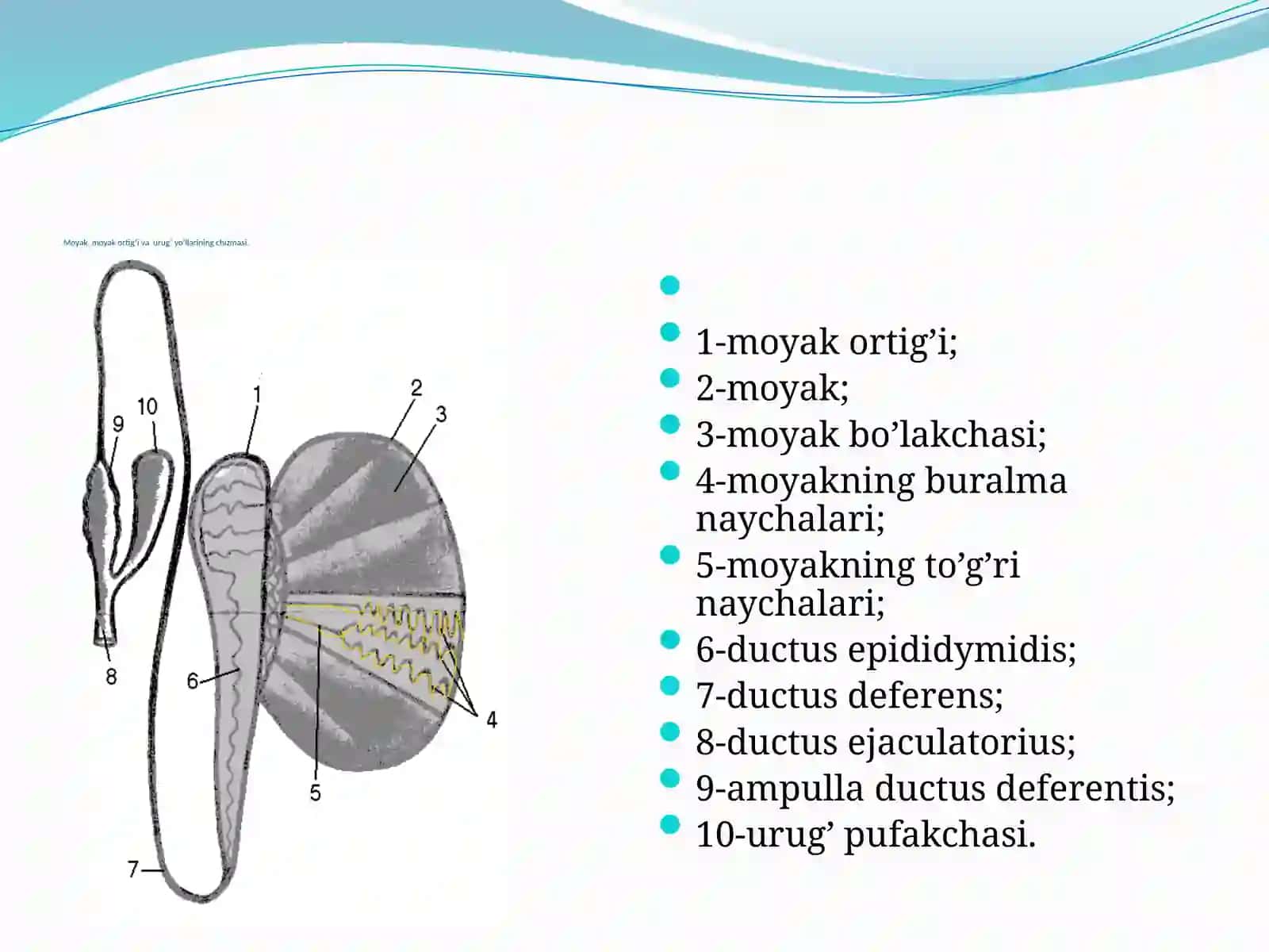 ERKAKLAR JINSIY SISTEMASI A’ZOLARI.ORALIQ 4