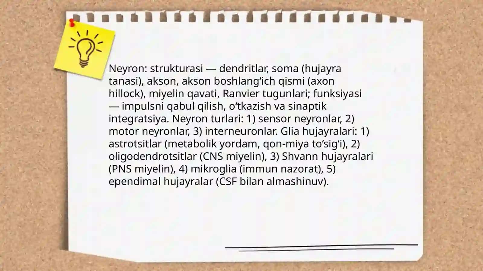 Nerv tizimi anatomiyasi. Orqa miyya chigallari. Bosh miyya nervlar 4