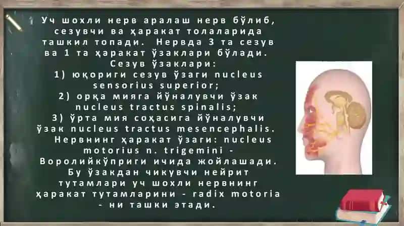 Uch shoxli nerv: o'zaklari, chiqish joylari, asosiy tarmoqlari va innvervatsiya soxalari 4