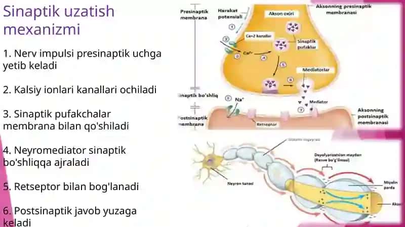 Neyromediatorlar: biosintezi, ahamiyati va kasalliklari 4
