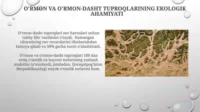Oʻrmon va oʻrmon dasht tuproqlar 4