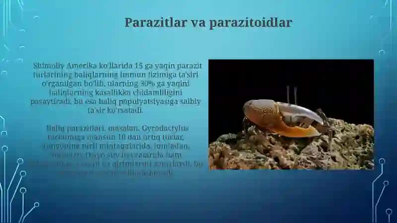 Suv muhiti hayvonlari trofik aloqalari 4