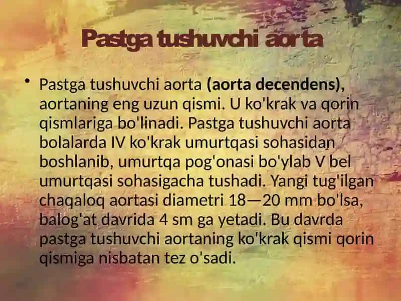16-mavzu:Ko`krak va qorin aortasi. Asosiy tarmoqlari, ichki a`zolarning qon bilan taminlanishi. 4