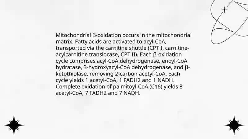 Lipids metabolism 4