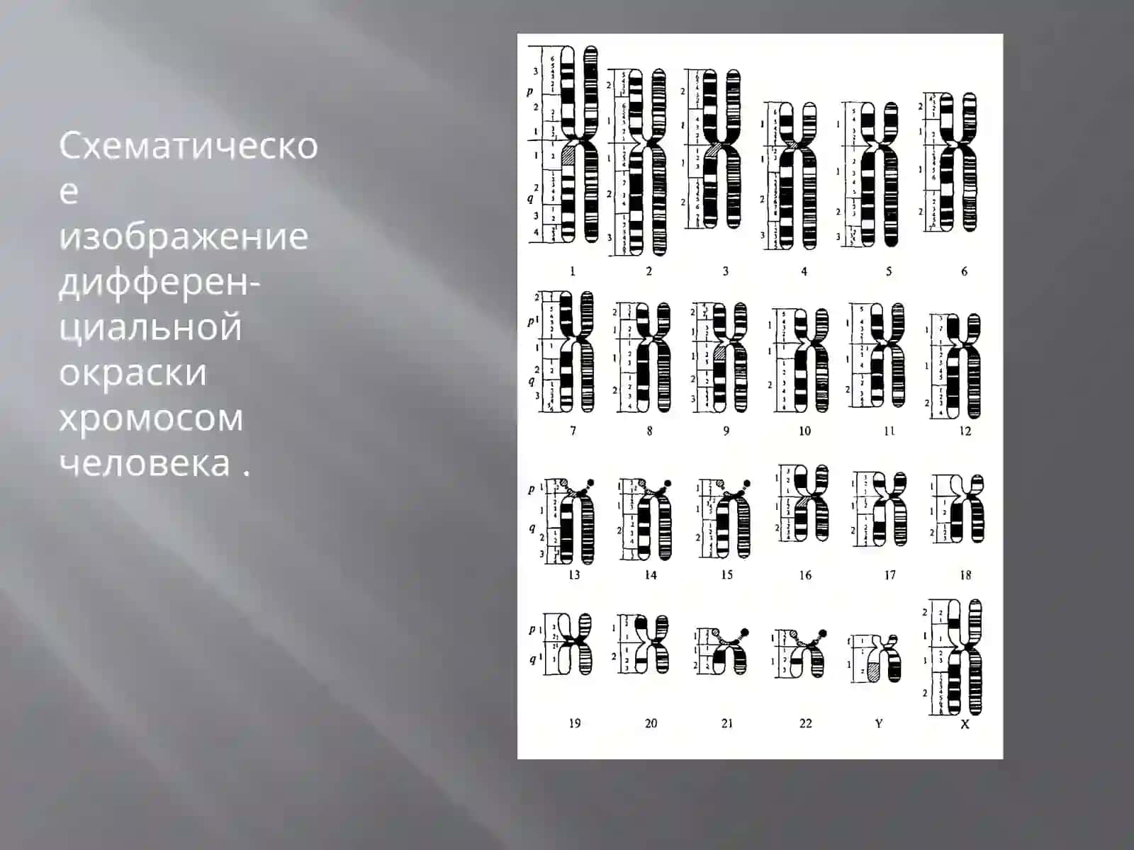 Цитогенетический метод исследования. Болезни, связанные с изменением количества и качества хромосом. МУЖСКОЙ И ЖЕНСКИЙ КАРИОТИП 4