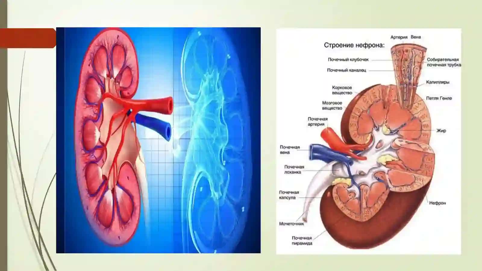 Glomerulonefrit, Endokardit, Yaralikolit va boshqa kasalliklar kechishi da mikroorganizmlarni ahamiyati 4