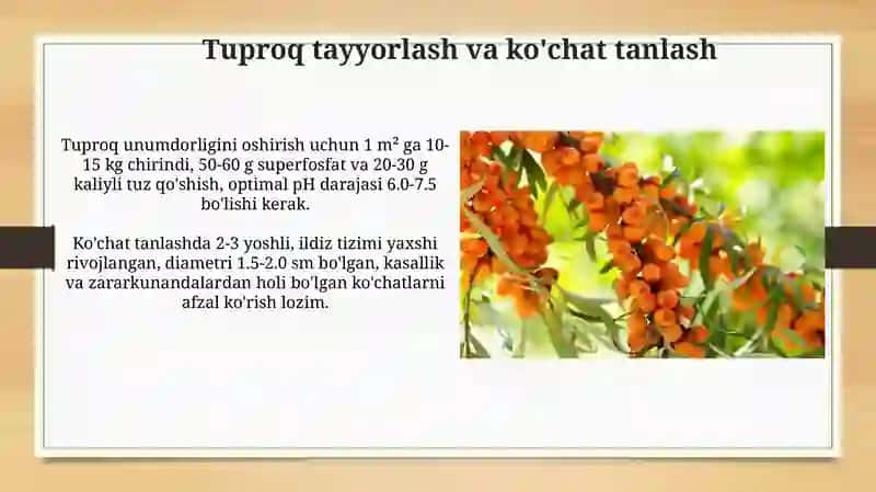 Turkiston dulanasi – Crataegus turkestanica ni yetishtirish texnologiyasi 4