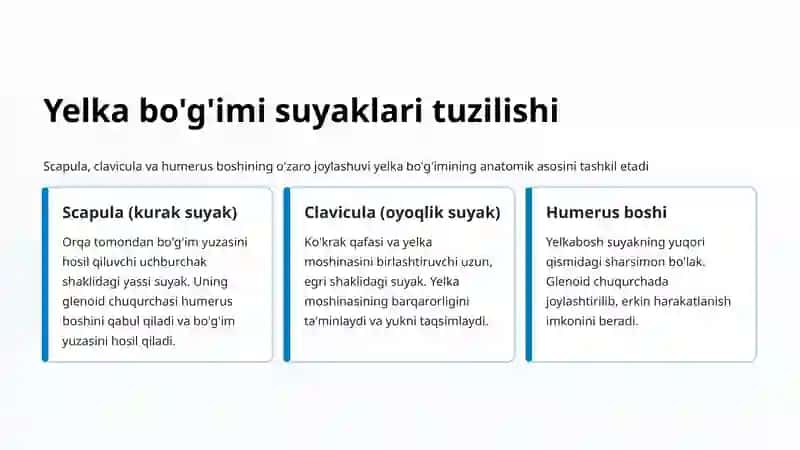 Yelka bo'g'imi anatomik qurilishi 4