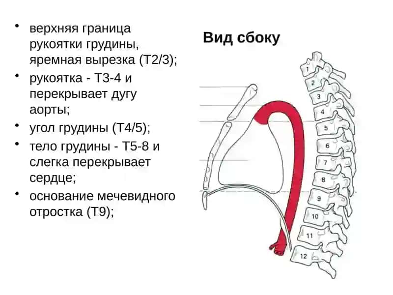 Грудная клетка 4