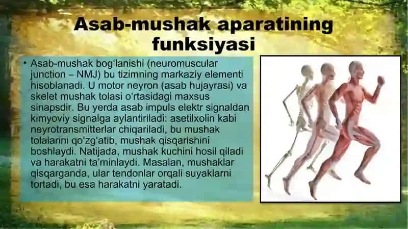 Inson harakatlanish tizimi 4
