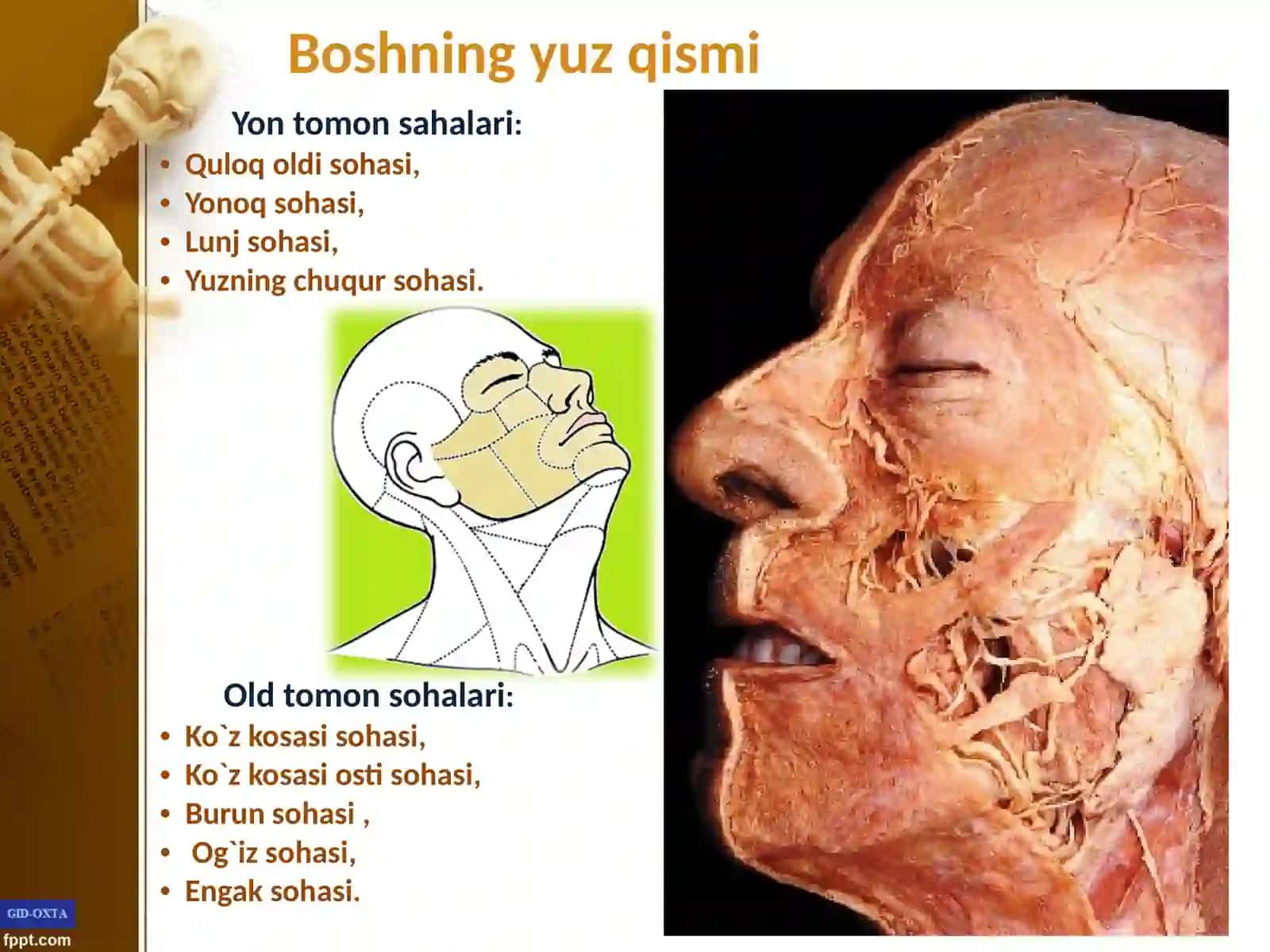 Yuzning yon sohalar klinika anatomiyasi 4