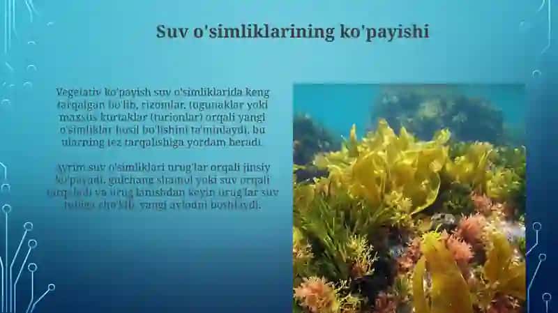 Suv o'simliklarining tuzilishi 4