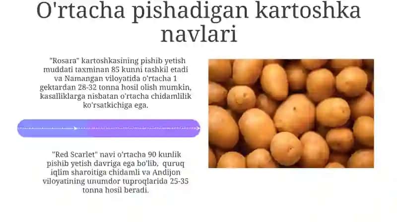 Kartoshka navlari 4