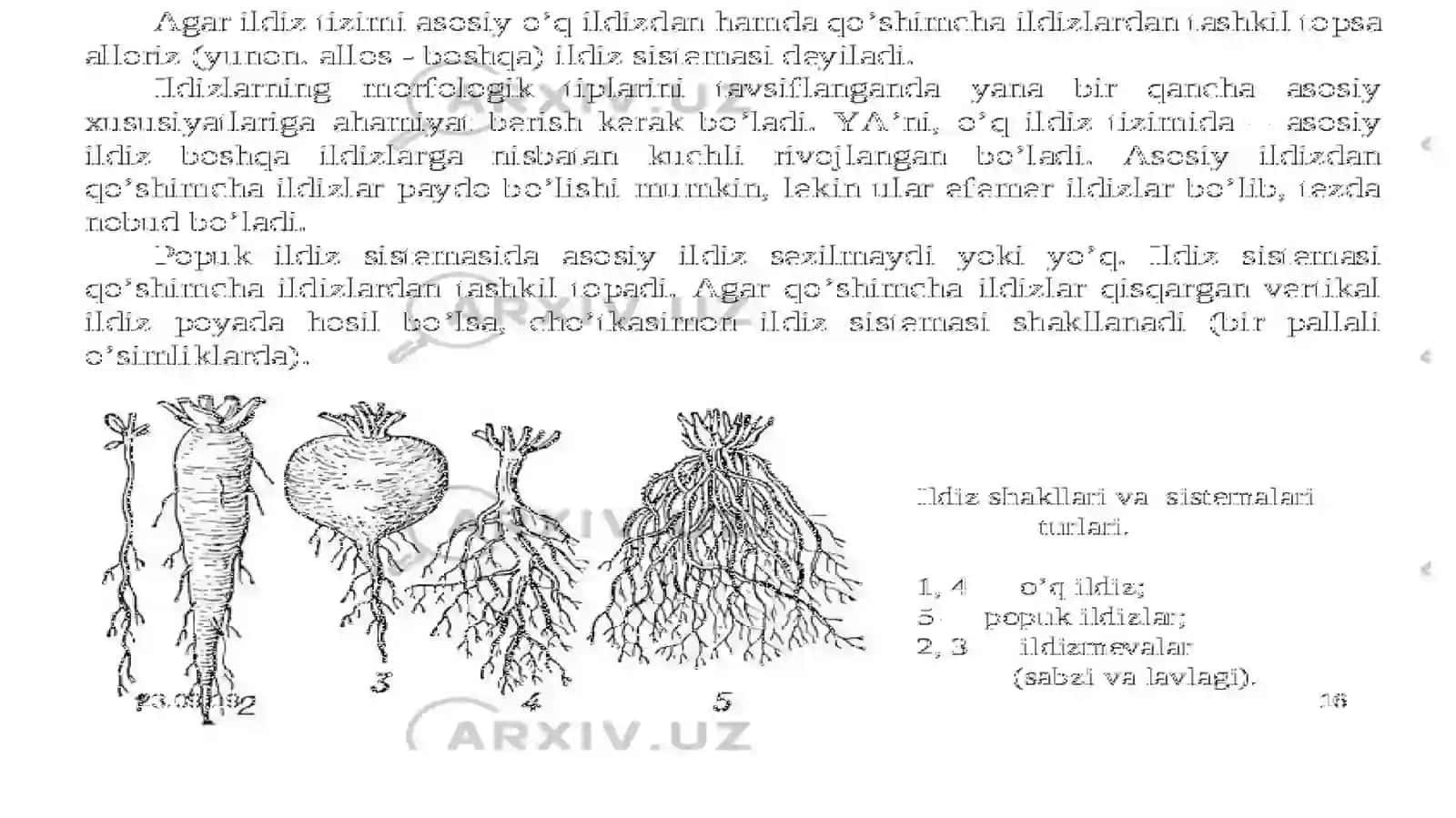 Ildiz mevalarning shifobaxshlik xususiyatlari 4