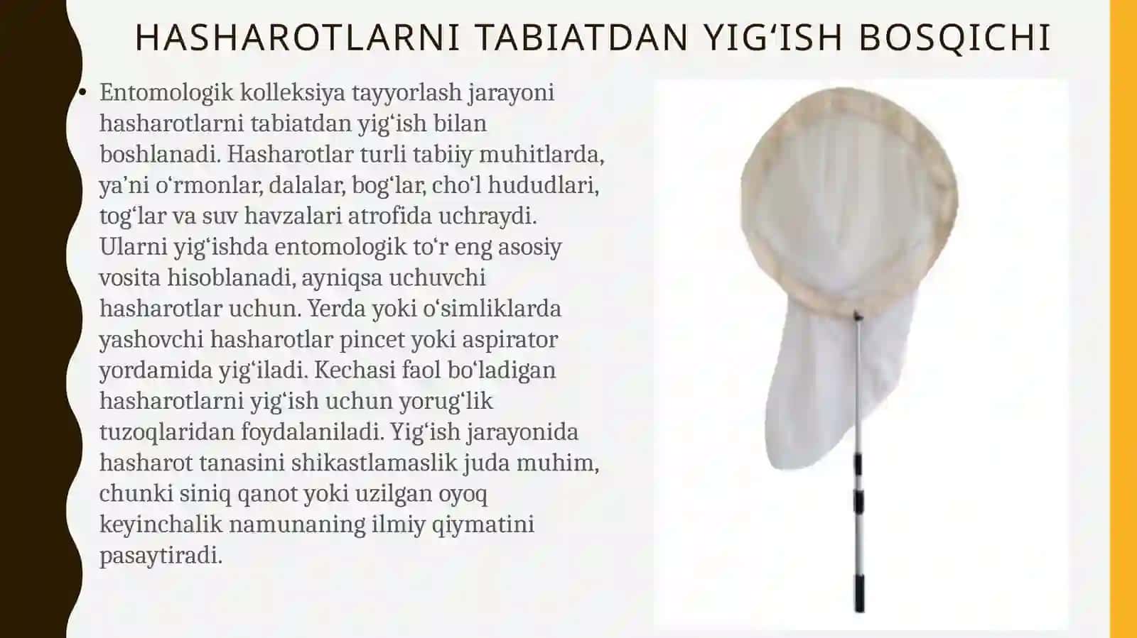 Hasharotlar namunalaridan entomologik kolleksiyalar tayyorlash 4