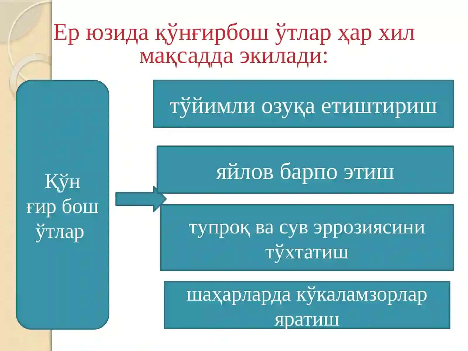 Судан ўти биологияси ва етиштириш технологияси 4
