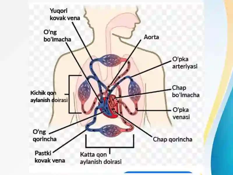 Kichik qon aylanish doirasi tomirlari gazal mashinuvi 4