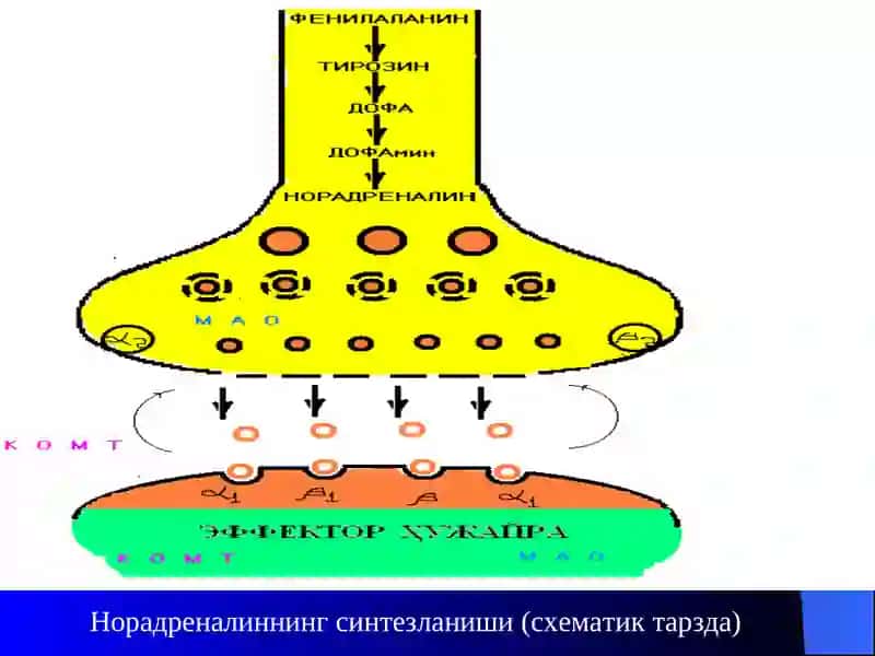 Адреномиметиклар. Симпатомиметиклар 4