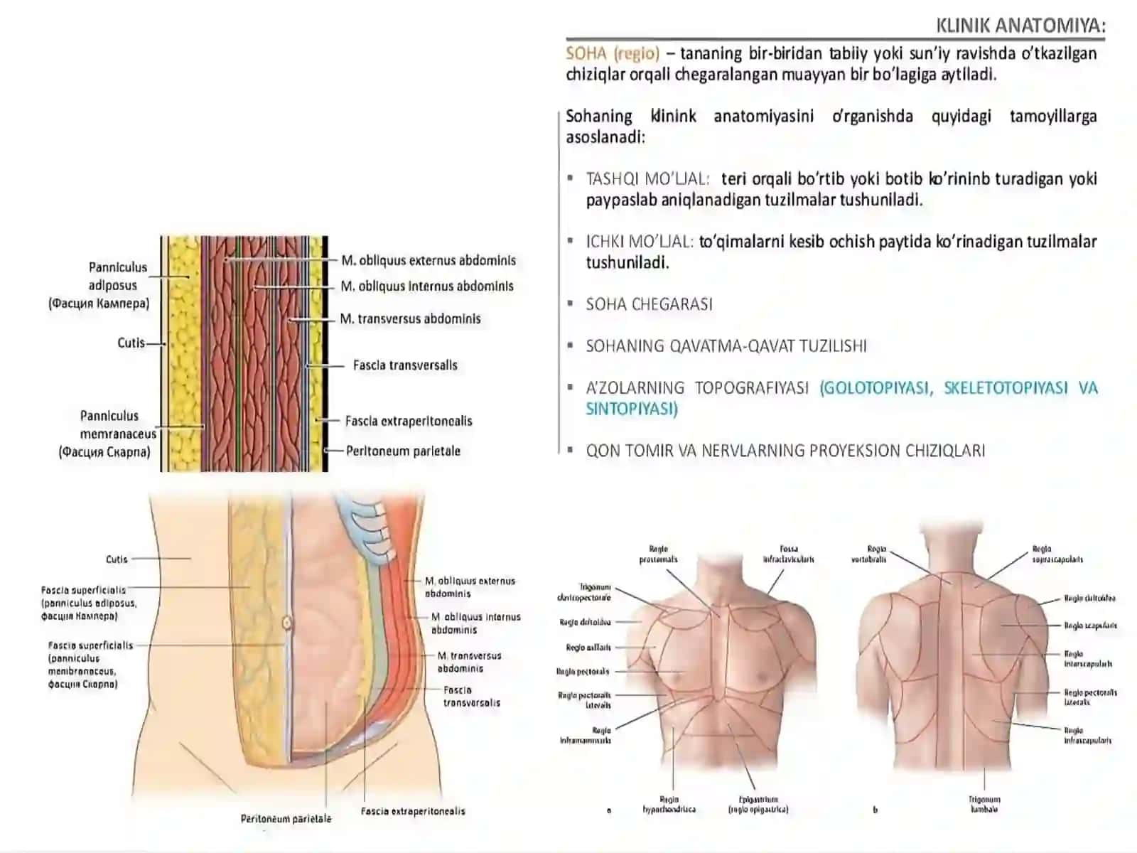 Topografik anatomiya fanining maqsadi va vazifalari 4