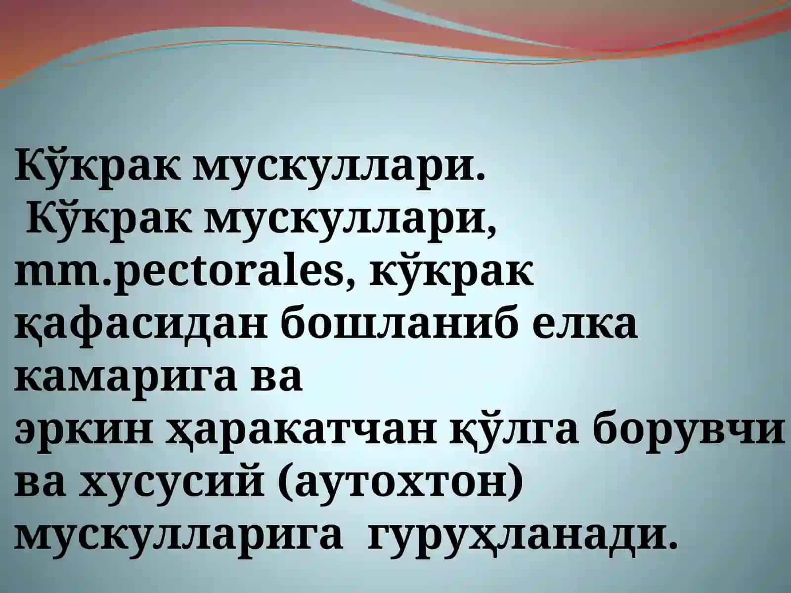 Кукрак мускуллари 4