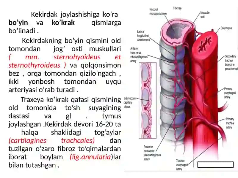 Kekirdak . O’pka: funksional va topografik anatomiyasi. Bronxlar. Plevra: sinuslari, chegaralari. Ko’ks oralig’i. Qalqonsimon va qalqonsimon orqa bezlar. Ayrisimon bez. 4
