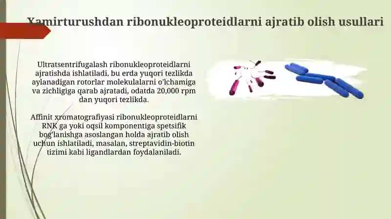 Xamirturushdan Ribonukleoproteidlarni Ajratib Olish va Tavsiflash 4