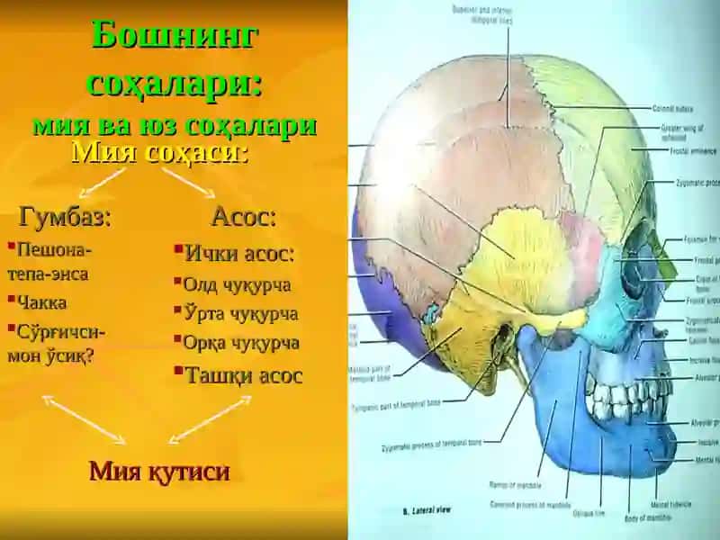 Бошнинг топографик анатомияси.Бошда бажариладиган операциялар 4